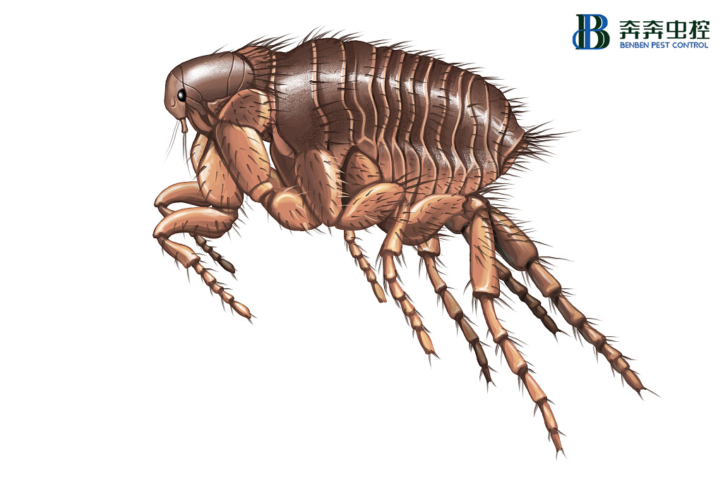 小區(qū)物業(yè)、家庭、寵物身上如何徹底滅跳蚤?