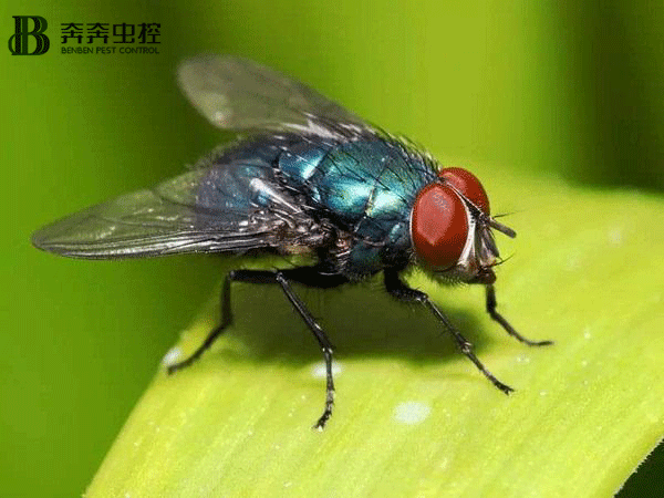 夏天家中蒼蠅太多了？上海奔奔教您：輕松把蒼