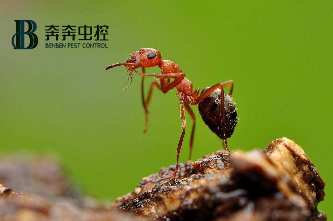 螞蟻怎么消滅？