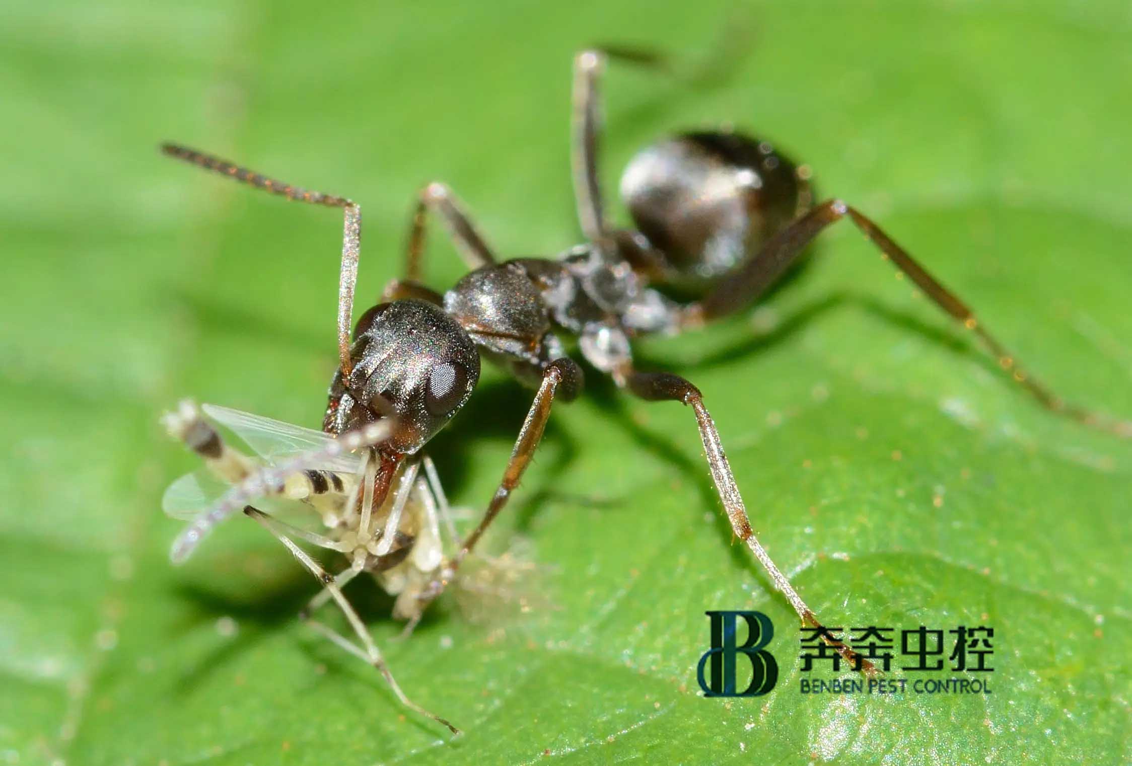 除蟲公司滅螞蟻，手到擒來！ 